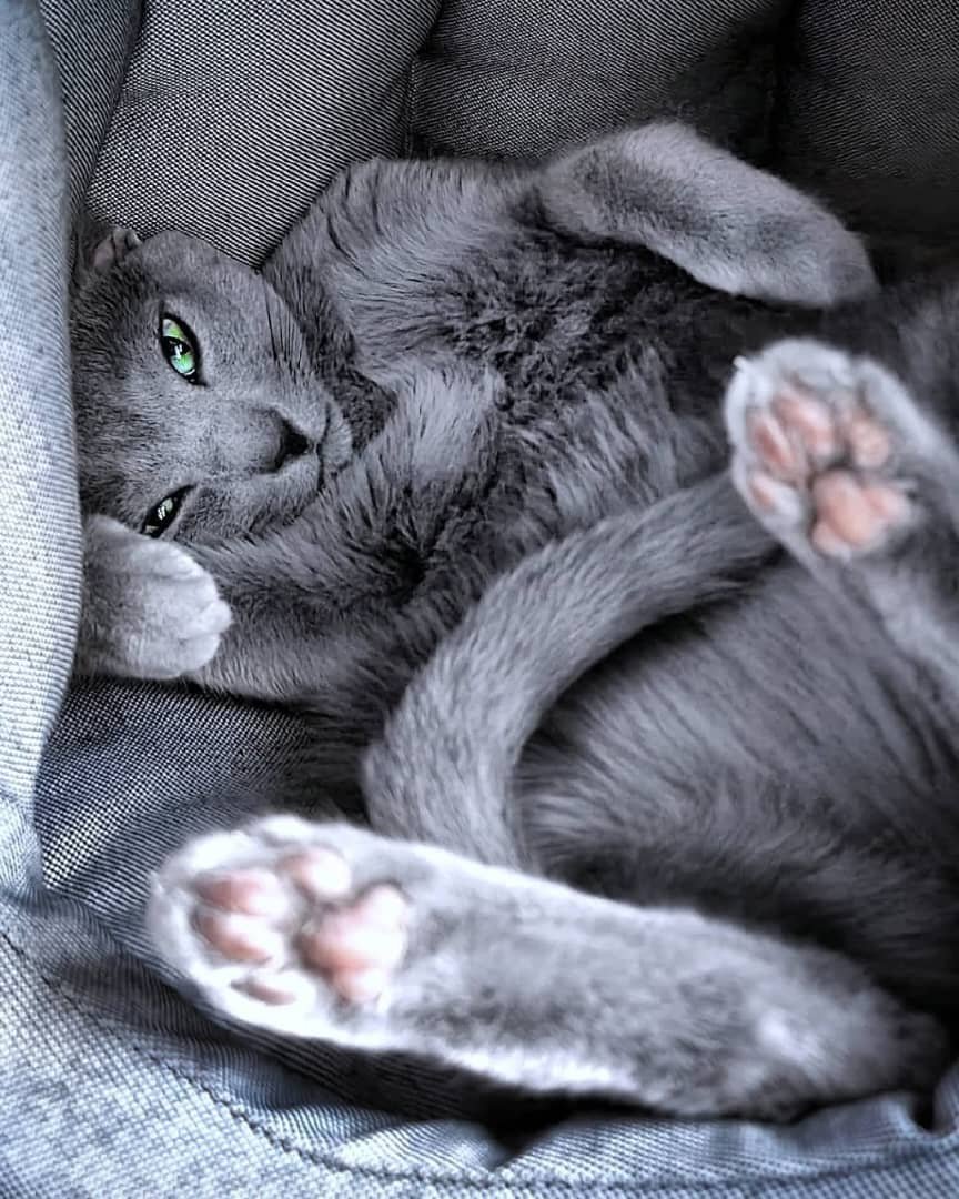 How to Buy Russian Blue Kittens in Texas
